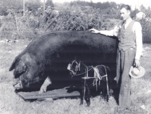 Quel est le poids du plus gros cochon du monde ?