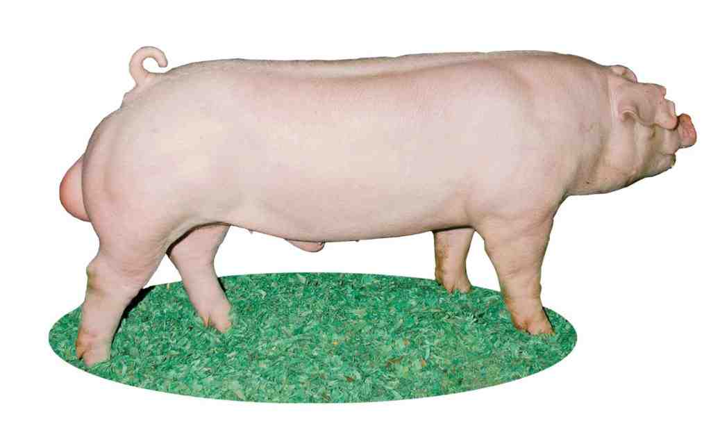 Quelle est la meilleure race de porc au Cameroun ?
