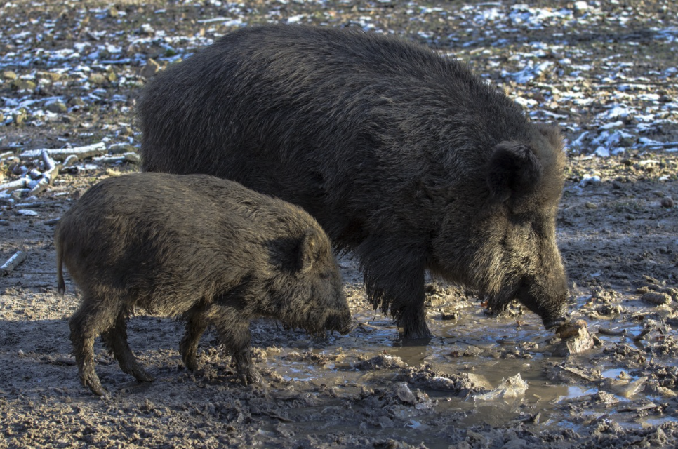 Quelle différence entre porc et cochons ?