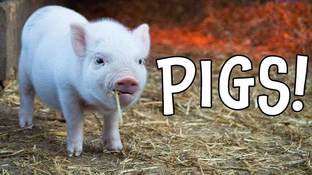 Quelle est la classification du porc ?