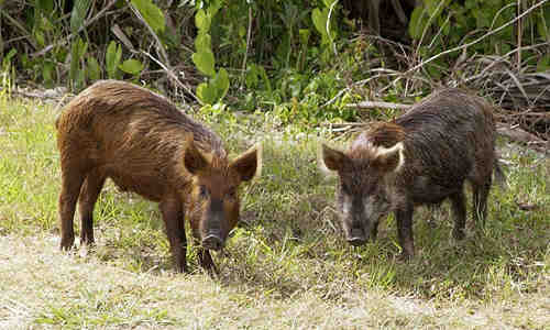 Quelle est la différence entre un porc et un cochon ?