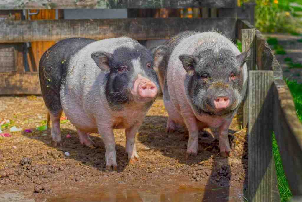 Comment démarrer un élevage de porcs ?