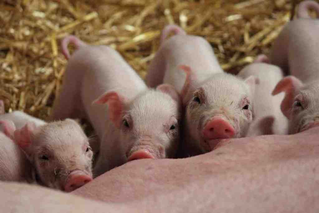 Comment réussir à l'élevage des porcs ?