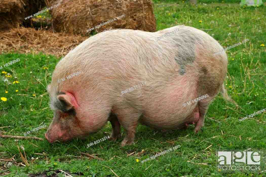 Comment s'appelle le mâle du porc ?