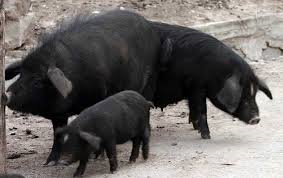 Comment s'appelle le porc noir ?
