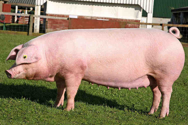 Comment se fait la reproduction chez les porcs ?