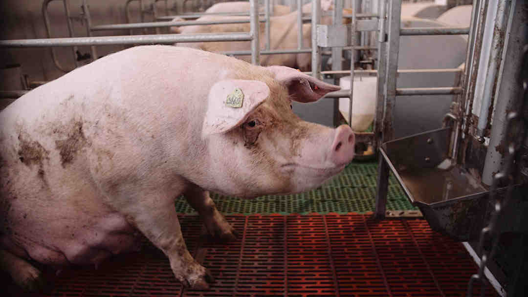 Pourquoi le porc n'est pas bon pour la santé ?