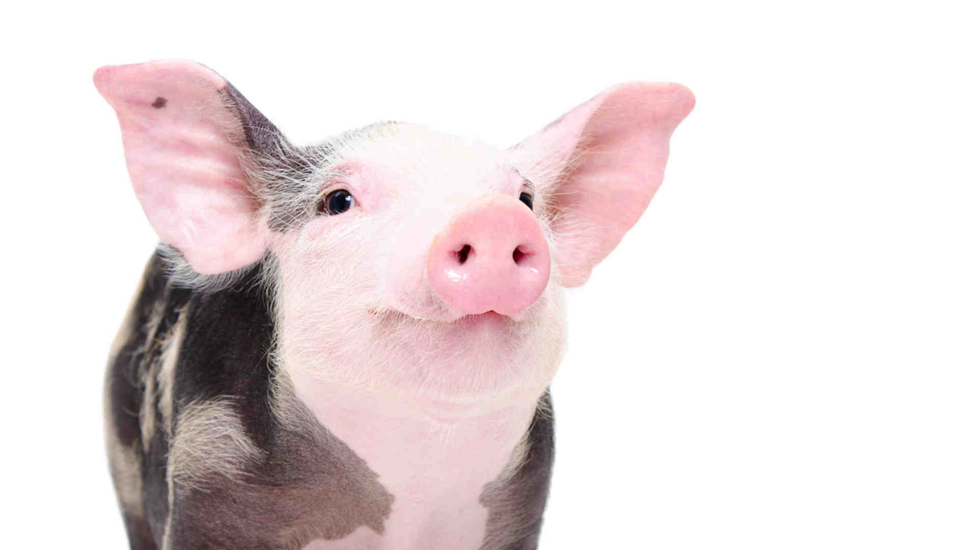 Pourquoi on dit porc et cochon ?