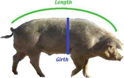 Quel poids pour tuer un cochon ?