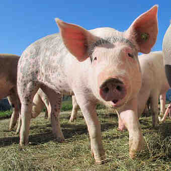 Quelle est la ration journalière d'un porc ?
